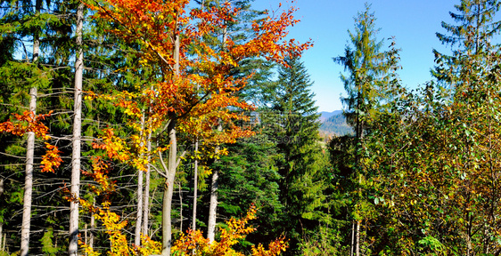 自然公园红黄秋叶天风景宽广的照片图片