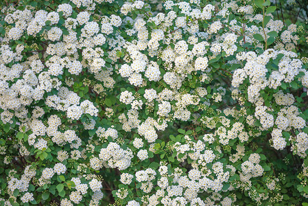 绿的栅栏花朵白的图片