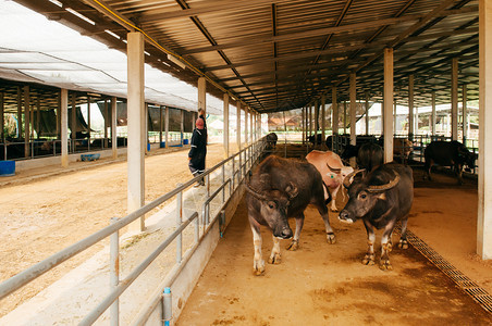 位于东南的当地奶牛农场图片