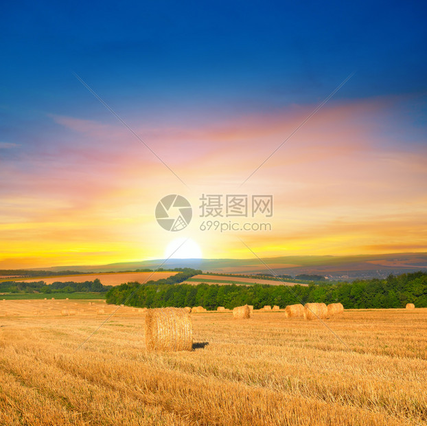 在小麦田和日出的草地上农业貌图片