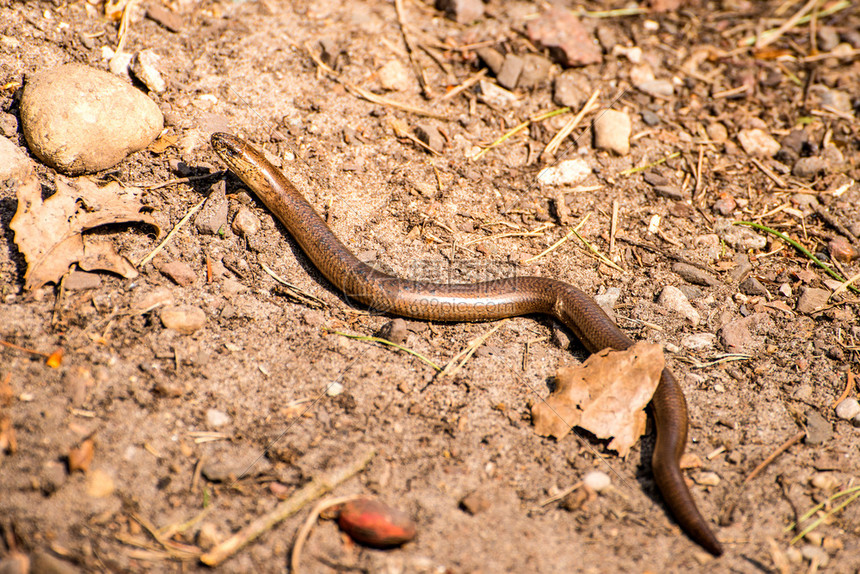 欧洲盲虫在路上