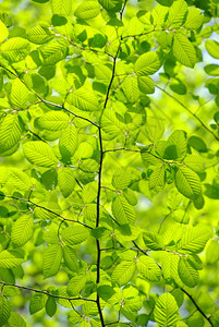 抽象背景的绿树叶图片