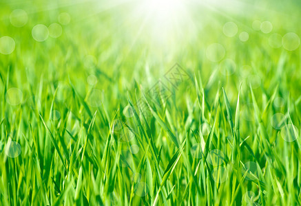 温柔的无焦点弹簧背景日出和在青绿草上浮出水面图片