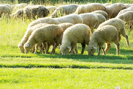 在一个绿草原上的绵羊图片
