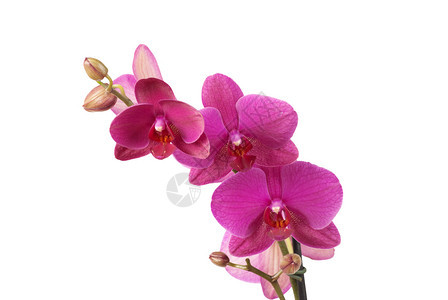 紫罗兰花枝的分图片