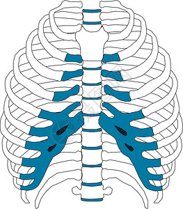 骨头医院交流会背景图人类肋骨笼子符号矢量说明eps10插画