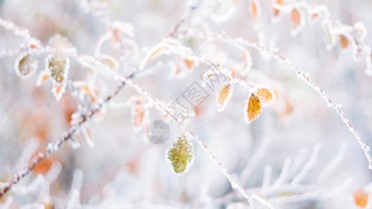 美丽而模糊的冬季冷冻自然的寒背景横幅覆盖冰层结霜叶紧贴树上的霜冻枝覆盖了第一个雪复制空间早期轻微的霜冻有选择的焦点图片