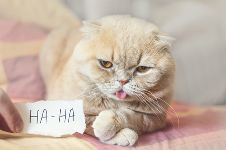 哈咪猫大吉大利图片 哈咪猫大吉大利素材 哈咪猫大吉大利高清图片 摄图网图片下载