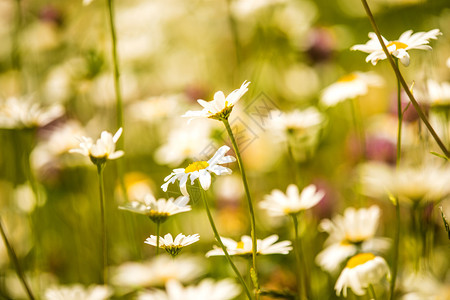 在德国的春天花朵在草原上图片