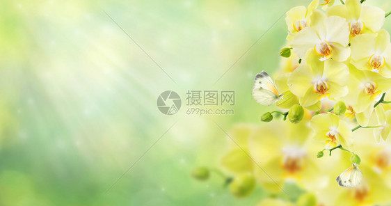 黄色兰花和白蝴蝶以模糊的抽象自然黄色绿本底图片