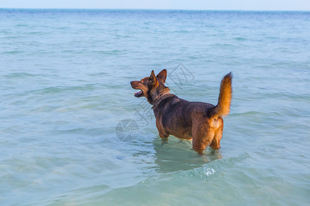 在海边的下水的狗图片