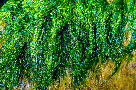 产于波罗的海的海藻图片