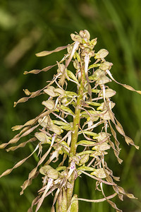 野兰花蜥蜴图片