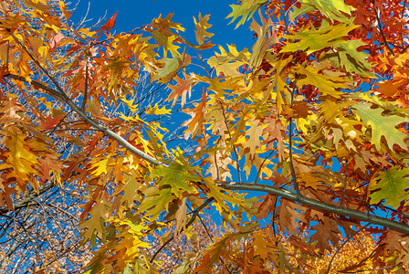 多色秋叶树的明背景红橡树与秋天公园的蓝空相对图片
