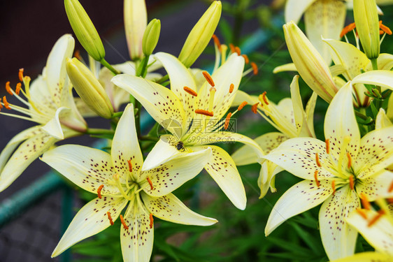 鲜黄色花朵露户的百合花近身图片