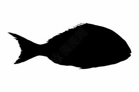 白色背景上隔离的鱼图标光影图片