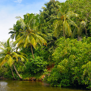 河岸上的热带棕榈林长相美景和丽的色图片
