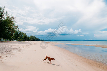 在沙滩蓝色海洋地平线上玩快乐的狗图片