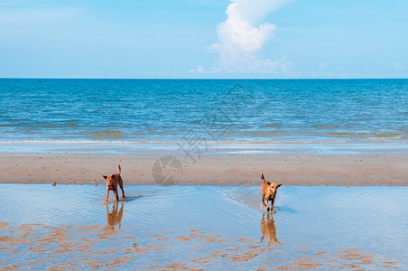 在海滩蓝色洋地平线上玩跑着快乐的狗图片