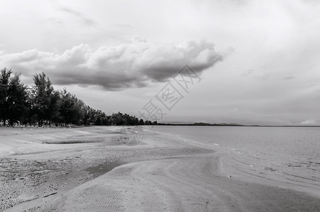 有着松树和阴云的天空沙滩海平面黑色和白自然背景壁纸图片