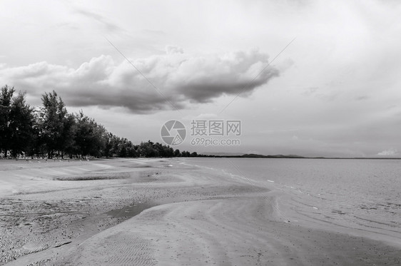 有着松树和阴云的天空沙滩海平面黑色和白自然背景壁纸图片