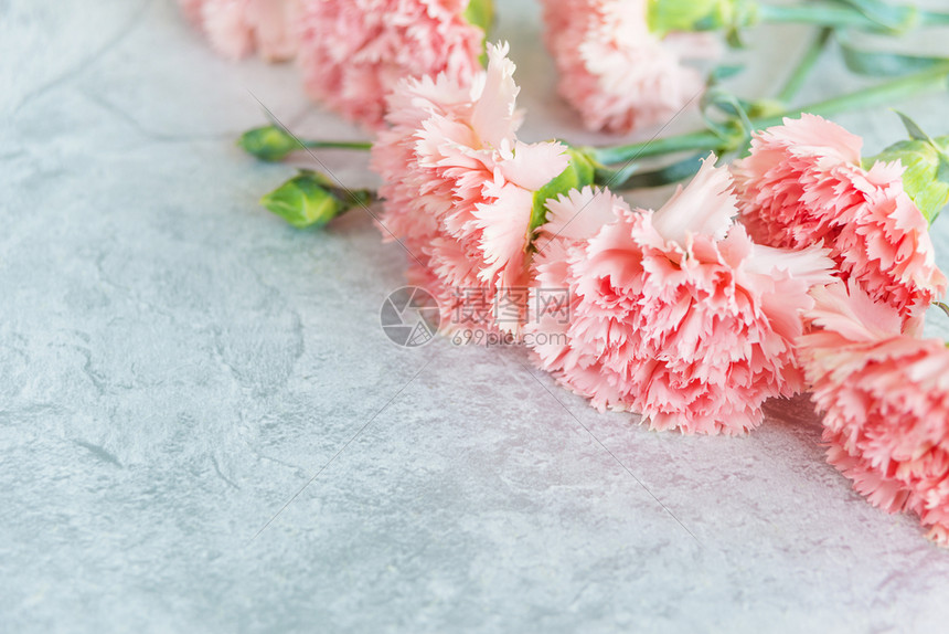 美丽的花束朵粉红的康乃馨在灰石背景上图片