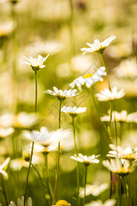 在德国的春天花朵在里图片