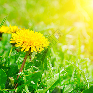 蒲公英叶绿地有黄色花朵和太阳关闭地上的黄色春花背景