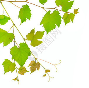 白色背景的葡萄树和叶空闲的文字间图片
