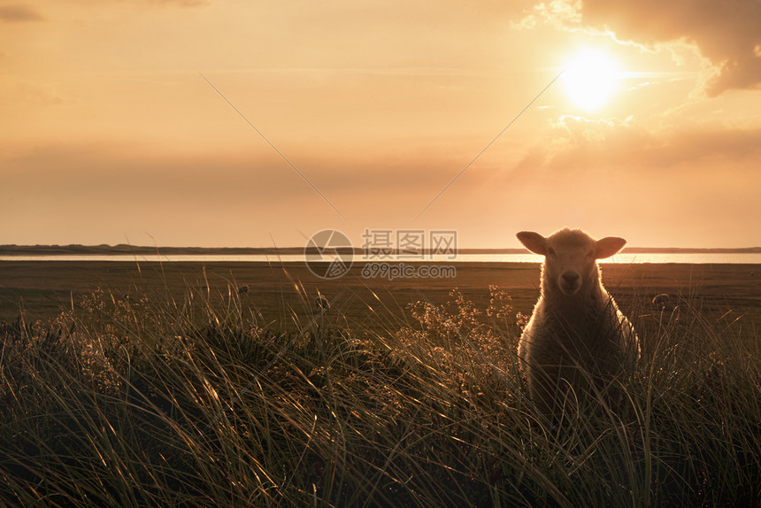 幼羊面对摄像机站在高草地上日出金色的时刻以锡尔特语德意志图片