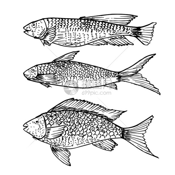 手绘健康食品鱼图片