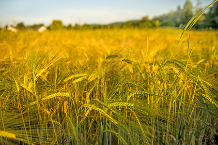 大麦夏季在德国种植物的田地图片