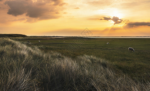 古老的夏日风景牧羊高草和北海地平线黄金时段雪松德国图片