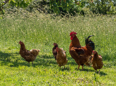 Croati的乡村路边公鸡和母正在寻找食物Croati的野马和母鸡在寻找食物图片