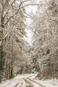 下雪的树林图片