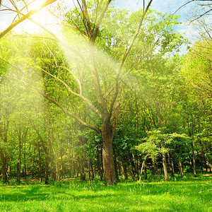 春林中阳光明媚的照亮绿草和树木图片