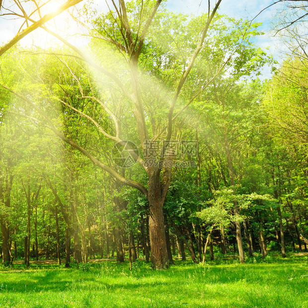 春林中阳光明媚的照亮绿草和树木图片