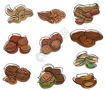 一组有色斑的各类坚果轮廓图案对象与背景分开菜单食谱和设计中的矢量元素一组有色斑的各类坚果轮廓图案图片