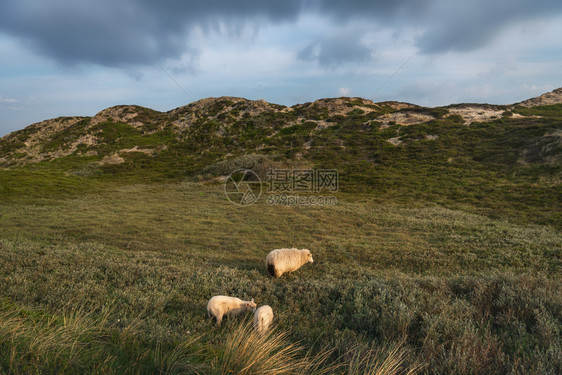 一头绵羊和两只在沙丘上放牧有苔和沙在日光下锡尔特岛德意志群和日光下放牧图片