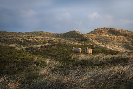 羊毛在沙丘上放牧覆盖高草和苔日出在锡尔特岛德国图片