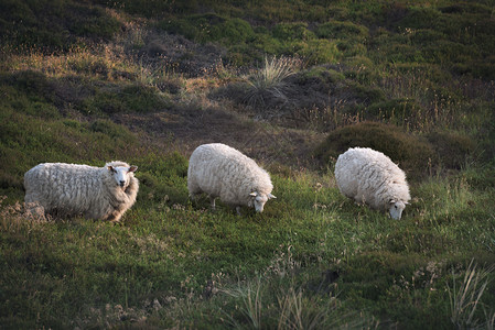 三只羊排成一行在草地和上放牧在早晨金色的时刻锡尔特德国图片