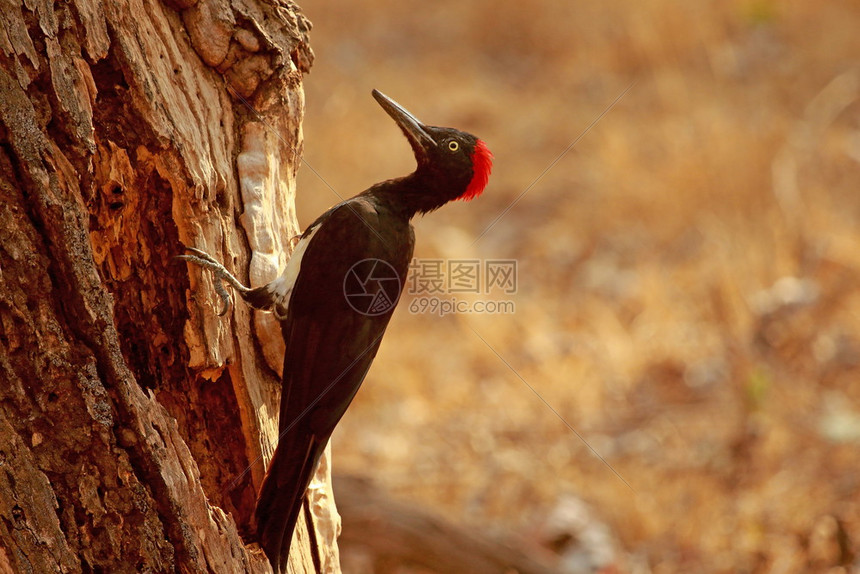 白木鸟干立花公羊牙刷纳加洞公园卡纳塔印地亚高清图片下载 正版图片 摄图网