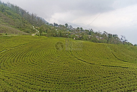 茶叶种植园锡基姆印地亚图片