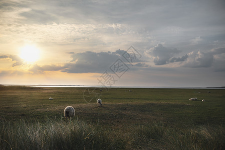在清晨的阳光下在锡尔特岛的牧场上放一群羊图片