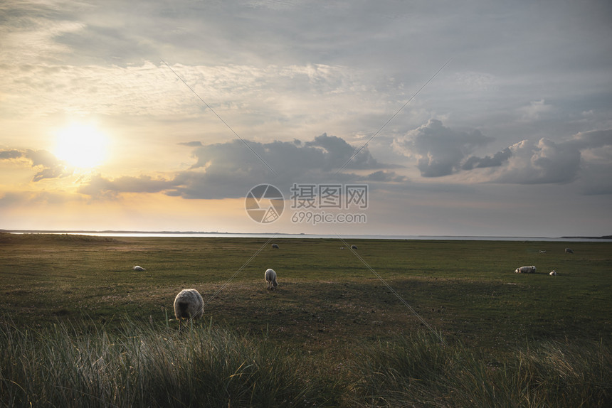 在清晨的阳光下在锡尔特岛的牧场上放一群羊图片
