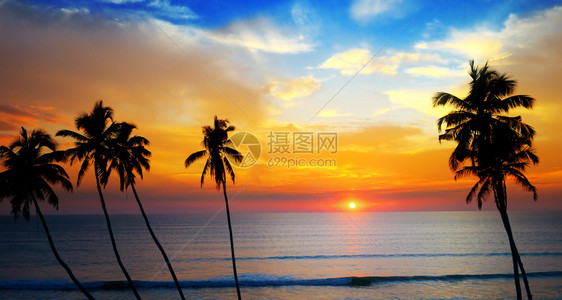 美丽的日落笼罩在海洋上天空椰子树的暗影宽阔照片图片