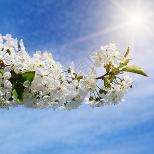 春天美丽的开树枝桃花背景图片