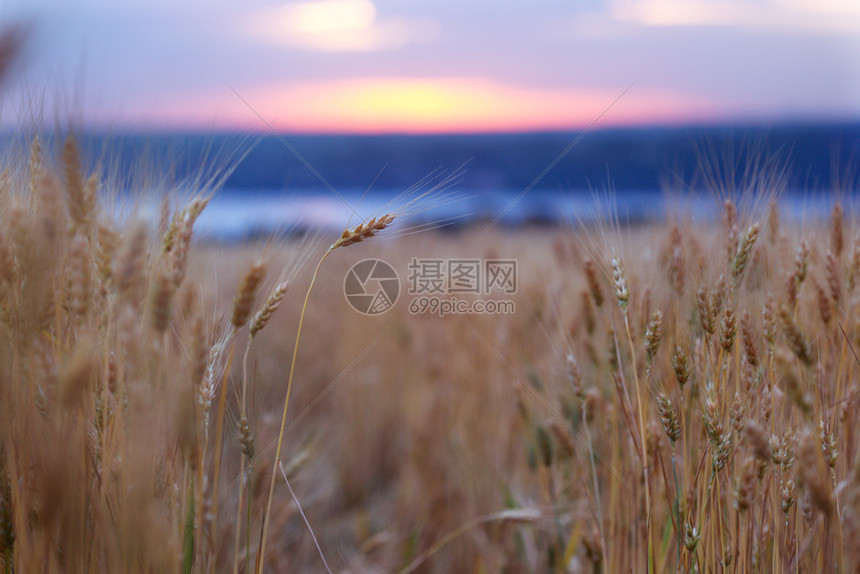 小麦田风景图片