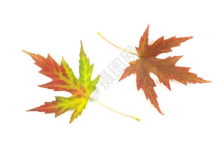 秋季的叶带有文本的复制空间图片