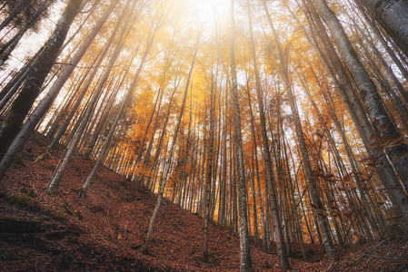秋天森林背景观树木以秋天的金色阳光明媚图片